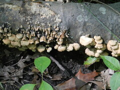 Panellus