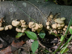 Panellus