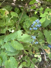 Berberis