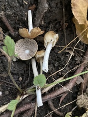 Pseudosperma