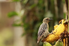Melanerpes rubricapillus
