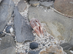 Conus anemone