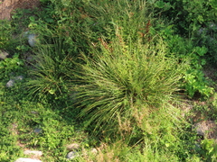 Carex nudata