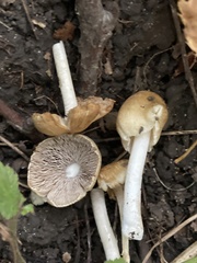 Pseudosperma