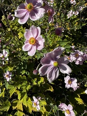 Eriocapitella hupehensis