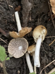 Pseudosperma