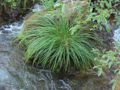 Carex nudata