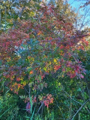 Toxicodendron vernix