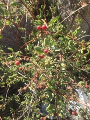 Lonicera subspicata denudata