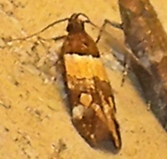 Triclonella determinatella