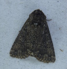 Condica illecta