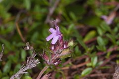 Thymus serpyllum