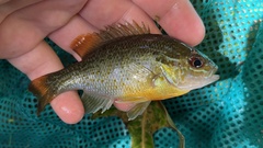 Lepomis auritus