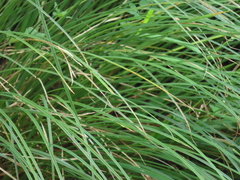 Carex nudata
