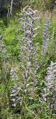 Salix humilis