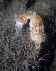 Hippocampus whitei