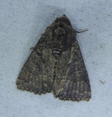 Condica illecta