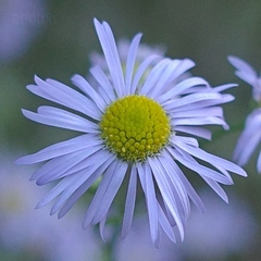 Erigeron annuus