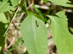 Halictidae