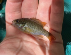 Lepomis auritus