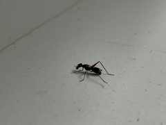 Taeniaptera trivittata