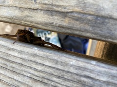 Tigrosa georgicola