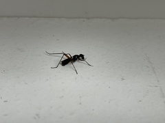 Taeniaptera trivittata