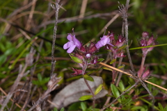 Thymus serpyllum