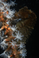 Hippocampus whitei