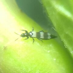 Aeolothrips
