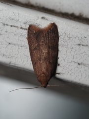 Tachystola acroxantha