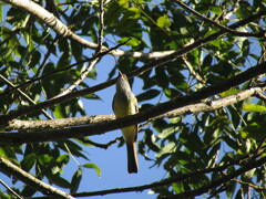 Myiarchus tuberculifer