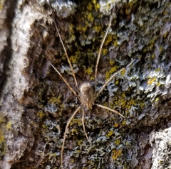 Phalangioidea