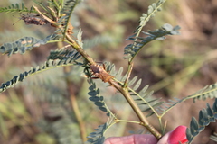 Mozena obtusa