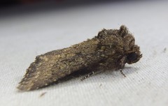 Condica illecta