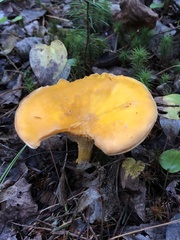 Cantharellus enelensis