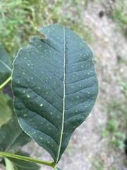 Ptelea trifoliata