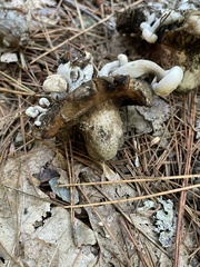Asterophora lycoperdoides