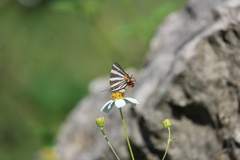 Panthiades bathildis