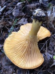 Cantharellus enelensis