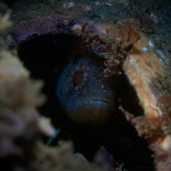 Vincentia novaehollandiae