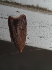 Tachystola acroxantha