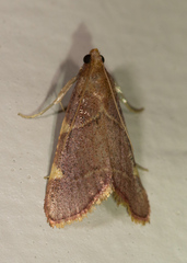 Hypsopygia olinalis
