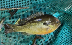 Lepomis auritus