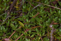 Thymus serpyllum