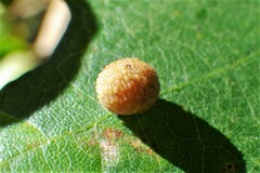 Acraspis quercushirta