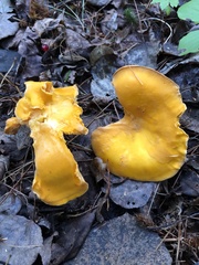 Cantharellus enelensis