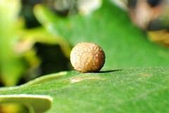 Acraspis quercushirta