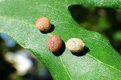 Acraspis quercushirta