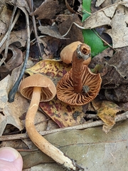 Cortinarius distans